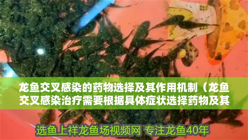 龍魚交叉感染的藥物選擇及其作用機制（龍魚交叉感染治療需要根據具體癥狀選擇藥物及其作用）
