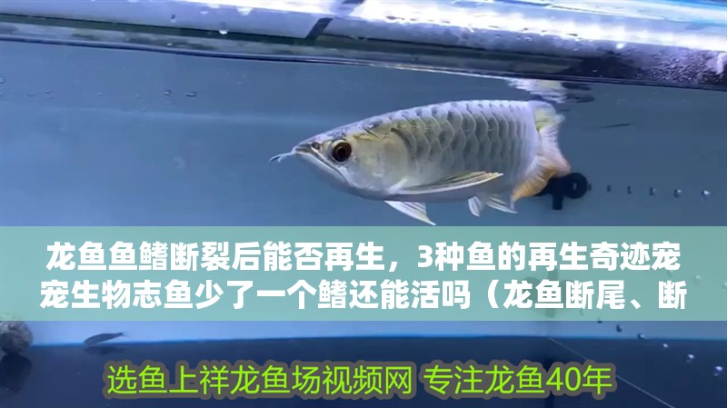龍魚(yú)魚(yú)鰭斷裂后能否再生，3種魚(yú)的再生奇跡寵寵生物志魚(yú)少了一個(gè)鰭還能活嗎（龍魚(yú)斷尾、斷鰭怎么辦？）