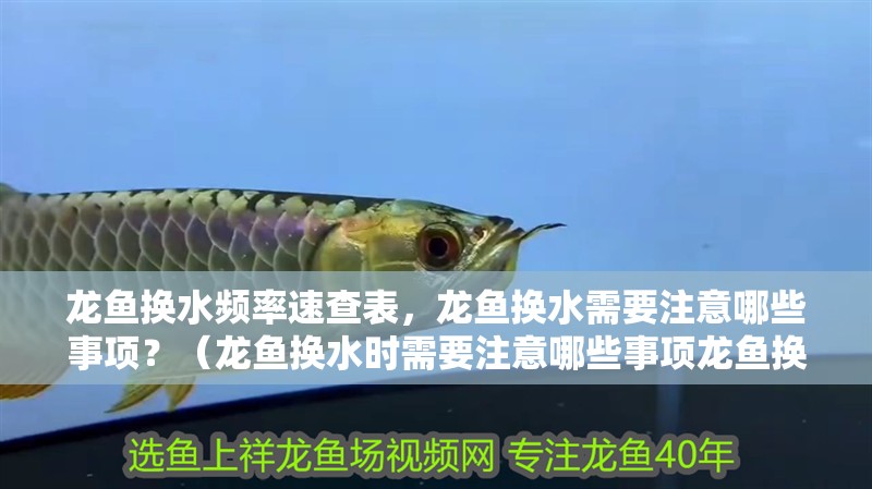 龍魚換水頻率速查表，龍魚換水需要注意哪些事項(xiàng)？（龍魚換水時(shí)需要注意哪些事項(xiàng)龍魚換水頻率速查表）