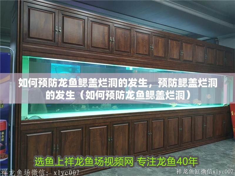 如何預防龍魚鰓蓋爛洞的發生，預防鰓蓋爛洞的發生（如何預防龍魚鰓蓋爛洞）