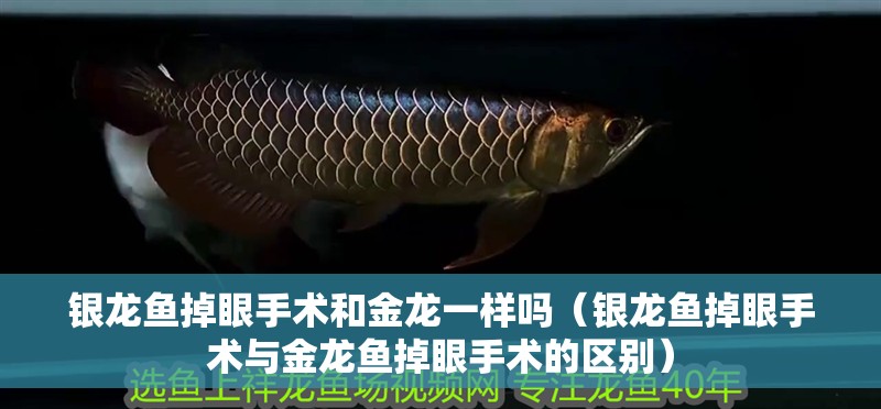 銀龍魚掉眼手術和金龍一樣嗎（銀龍魚掉眼手術與金龍魚掉眼手術的區別）