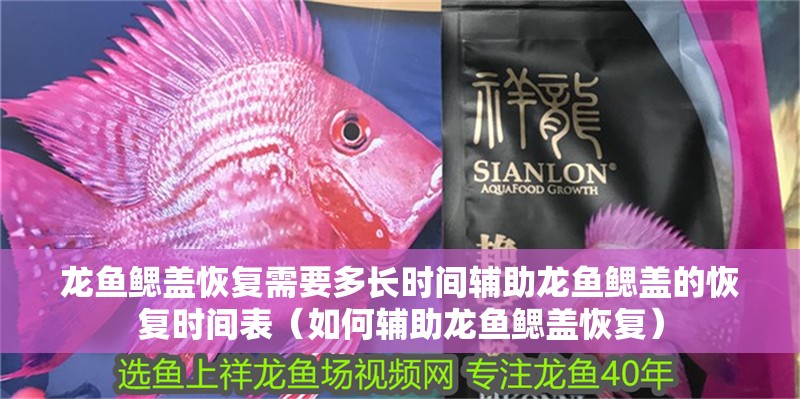 龍魚鰓蓋恢復(fù)需要多長(zhǎng)時(shí)間輔助龍魚鰓蓋的恢復(fù)時(shí)間表（如何輔助龍魚鰓蓋恢復(fù)） 龍魚鰓蓋恢復(fù)需要多長(zhǎng)時(shí)間輔助龍魚鰓蓋的恢復(fù)時(shí)間表（如何輔助龍魚鰓蓋恢復(fù)） 龍魚百科