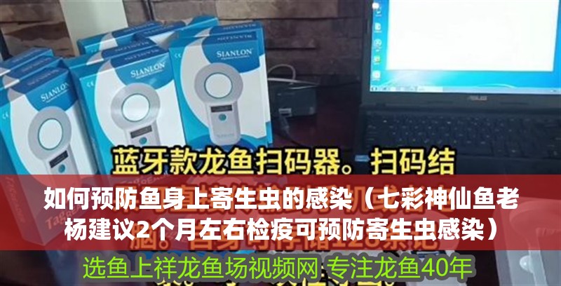 如何預(yù)防魚身上寄生蟲的感染（七彩神仙魚老楊建議2個月左右檢疫可預(yù)防寄生蟲感染）