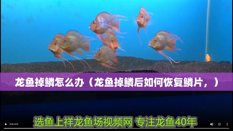 龍魚掉鱗怎么辦（龍魚掉鱗后如何恢復(fù)鱗片，）