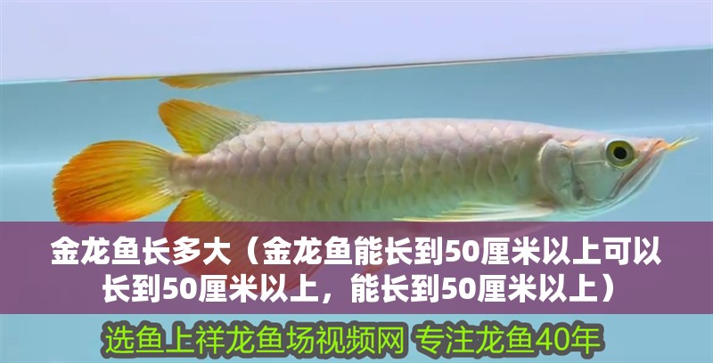 金龍魚長多大（金龍魚能長到50厘米以上可以長到50厘米以上，能長到50厘米以上）