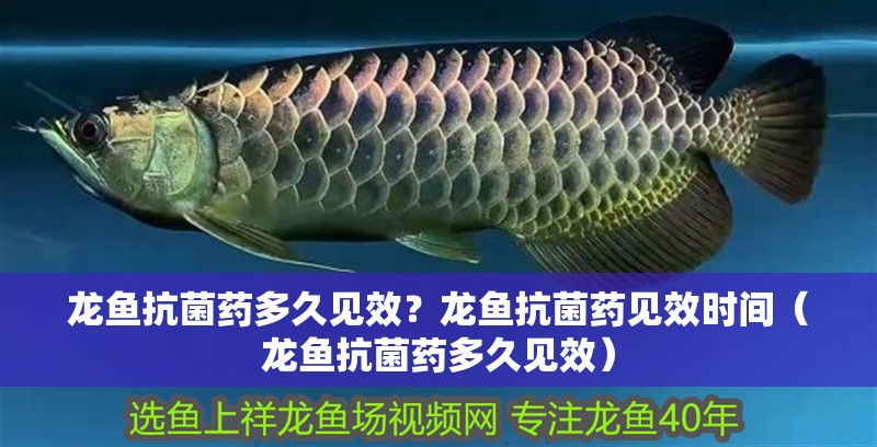 龍魚抗菌藥多久見效？龍魚抗菌藥見效時(shí)間（龍魚抗菌藥多久見效）