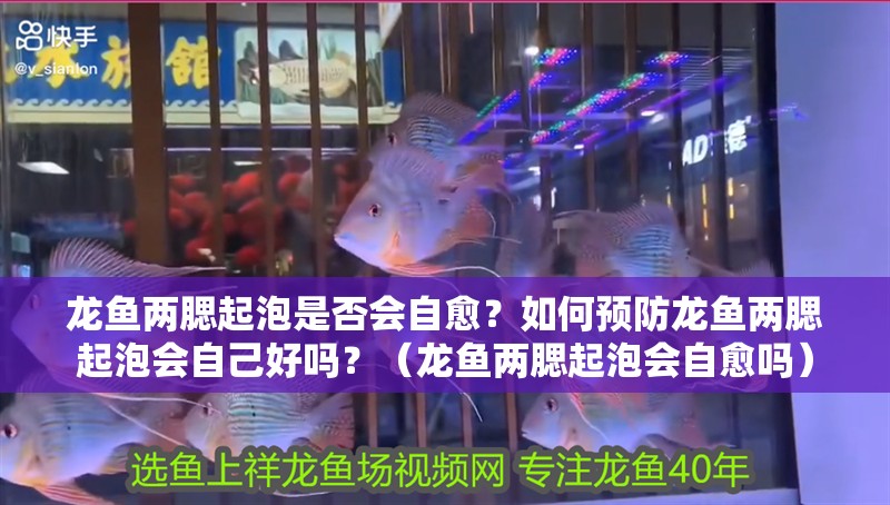 龍魚兩腮起泡是否會自愈？如何預防龍魚兩腮起泡會自己好嗎？（龍魚兩腮起泡會自愈嗎）