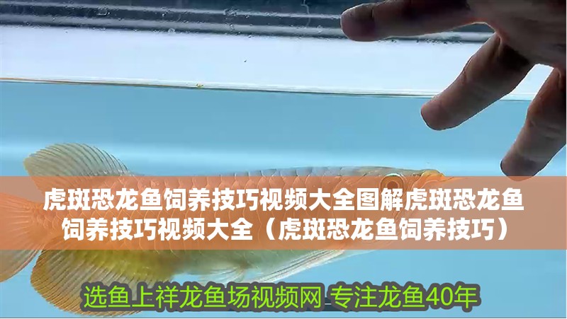 虎斑恐龍魚飼養技巧視頻大全圖解虎斑恐龍魚飼養技巧視頻大全（虎斑恐龍魚飼養技巧）