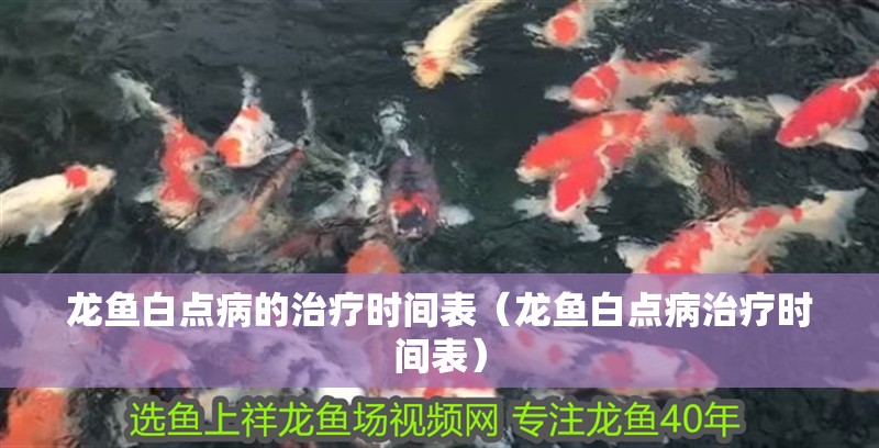 龍魚白點病的治療時間表（龍魚白點病治療時間表）