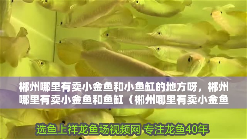 郴州哪里有賣小金魚和小魚缸的地方呀，郴州哪里有賣小金魚和魚缸（郴州哪里有賣小金魚和小魚缸的地方） 郴州哪里有賣小金魚和小魚缸的地方呀，郴州哪里有賣小金魚和魚缸（郴州哪里有賣小金魚和小魚缸的地方） 觀賞魚百科