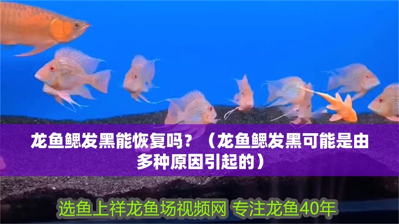 龍魚鰓發黑能恢復嗎？（龍魚鰓發黑可能是由多種原因引起的）