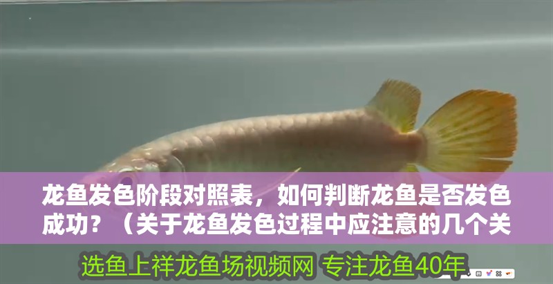 龍魚發色階段對照表，如何判斷龍魚是否發色成功？（關于龍魚發色過程中應注意的幾個關鍵點）