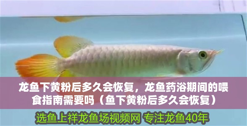 龍魚下黃粉后多久會恢復，龍魚藥浴期間的喂食指南需要嗎（魚下黃粉后多久會恢復）