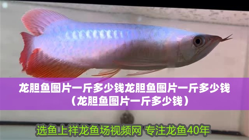 龍膽魚圖片一斤多少錢龍膽魚圖片一斤多少錢（龍膽魚圖片一斤多少錢）