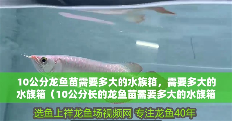 10公分龍魚苗需要多大的水族箱，需要多大的水族箱（10公分長(zhǎng)的龍魚苗需要多大的水族箱？）