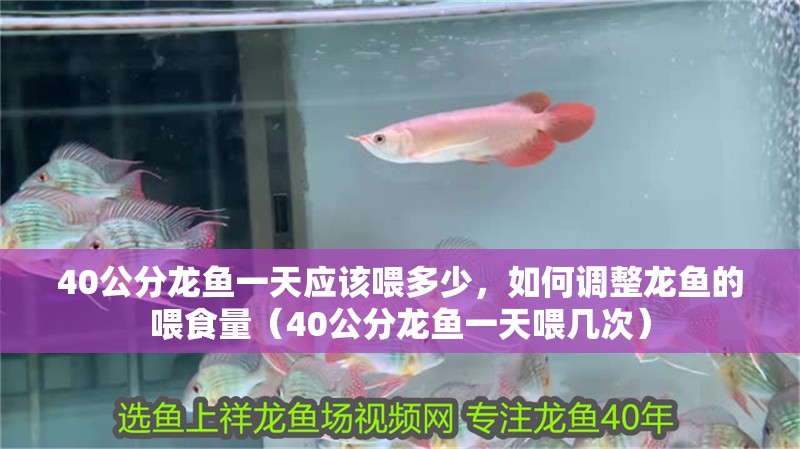 40公分龍魚一天應該喂多少，如何調整龍魚的喂食量（40公分龍魚一天喂幾次）