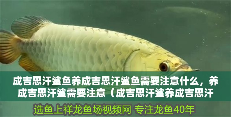 成吉思汗鯊魚養成吉思汗鯊魚需要注意什么，養成吉思汗鯊需要注意（成吉思汗鯊養成吉思汗鯊魚需要注意什么，養成吉思汗鯊魚需要注意）