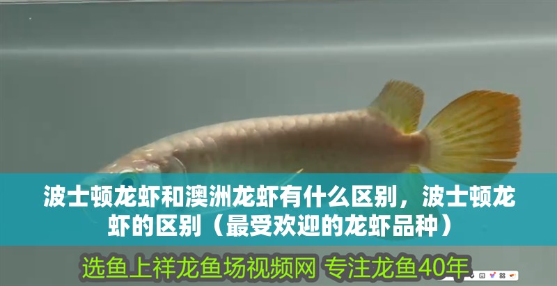 給大魚缸換水的作文:體驗給大魚缸換水的樂趣:體驗給大魚缸換水:給大魚缸換水的作文 波士頓龍蝦和澳洲龍蝦有什么區(qū)別,波士頓龍蝦的區(qū)別(最受歡迎的龍蝦品種) 龍魚百科 波士頓龍蝦和澳洲龍蝦有什么區(qū)別,波士頓龍蝦的區(qū)別(最受歡迎的龍蝦品種) 波士頓龍蝦和澳洲龍蝦有什么區(qū)別,波士頓龍蝦的區(qū)別(最受歡迎的龍蝦品種) 龍魚百科
