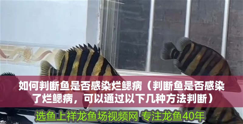 如何判斷魚是否感染爛鰓病（判斷魚是否感染了爛鰓病，可以通過以下幾種方法判斷）