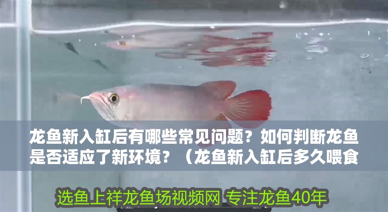 龍魚新入缸后有哪些常見問題？如何判斷龍魚是否適應了新環(huán)境？（龍魚新入缸后多久喂食比較合適龍魚新入缸后多久喂食合適）