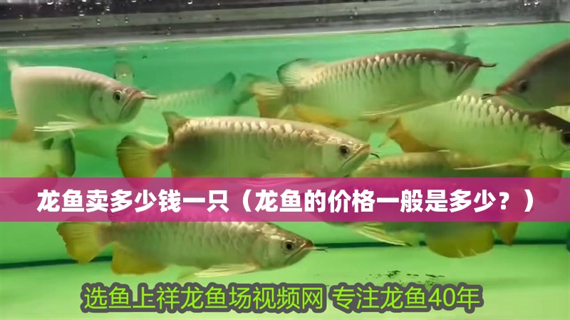 龍魚賣多少錢一只（龍魚的價格一般是多少？）