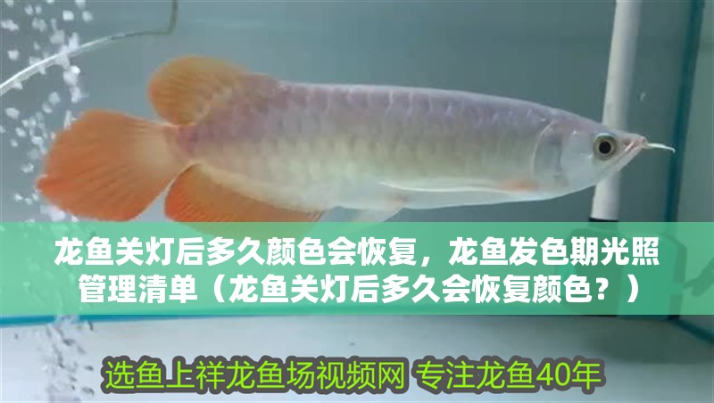 龍魚關燈后多久顏色會恢復，龍魚發色期光照管理清單（龍魚關燈后多久會恢復顏色？）
