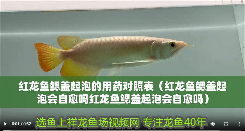紅龍魚鰓蓋起泡的用藥對照表（紅龍魚鰓蓋起泡會自愈嗎紅龍魚鰓蓋起泡會自愈嗎）