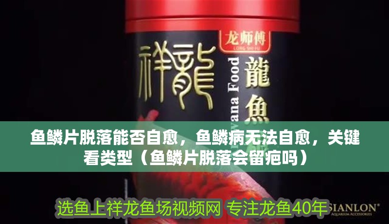 魚鱗片脫落能否自愈，魚鱗病無法自愈，關(guān)鍵看類型（魚鱗片脫落會留疤嗎）