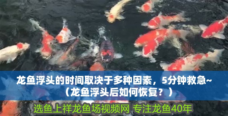 龍魚浮頭的時間取決于多種因素，5分鐘救急~（龍魚浮頭后如何恢復？） 龍魚浮頭的時間取決于多種因素，5分鐘救急~（龍魚浮頭后如何恢復？） 龍魚百科