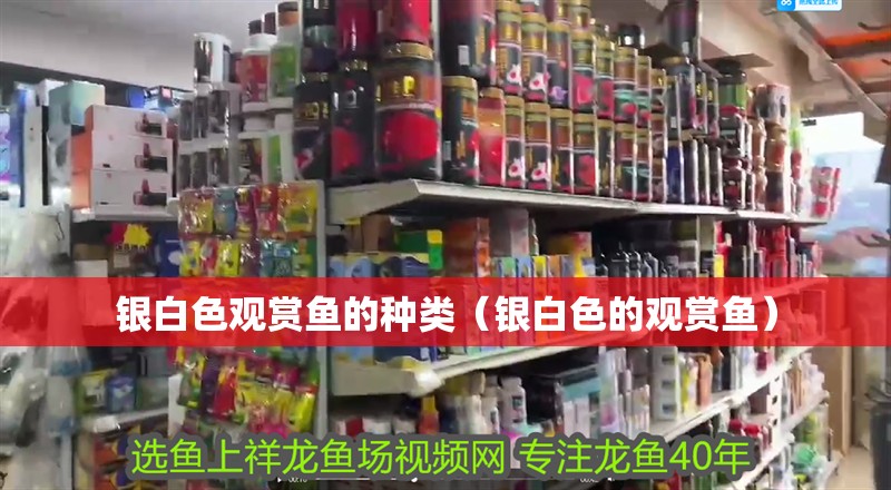 紅龍魚用黃燈烤有用嗎 銀白色觀賞魚的種類(銀白色的觀賞魚) 觀賞魚百科 銀白色觀賞魚的種類(銀白色的觀賞魚) 銀白色觀賞魚的種類(銀白色的觀賞魚) 觀賞魚百科