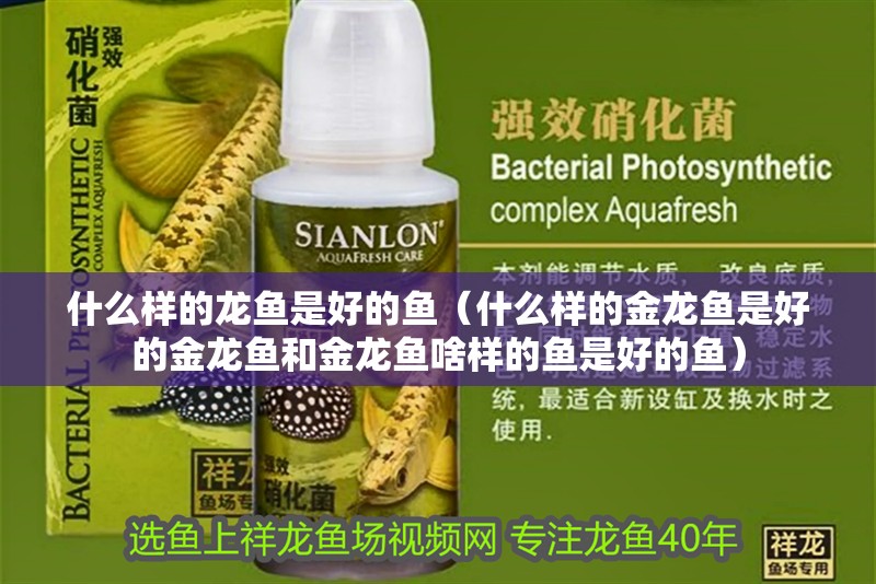 什么樣的龍魚是好的魚（什么樣的金龍魚是好的金龍魚和金龍魚啥樣的魚是好的魚）