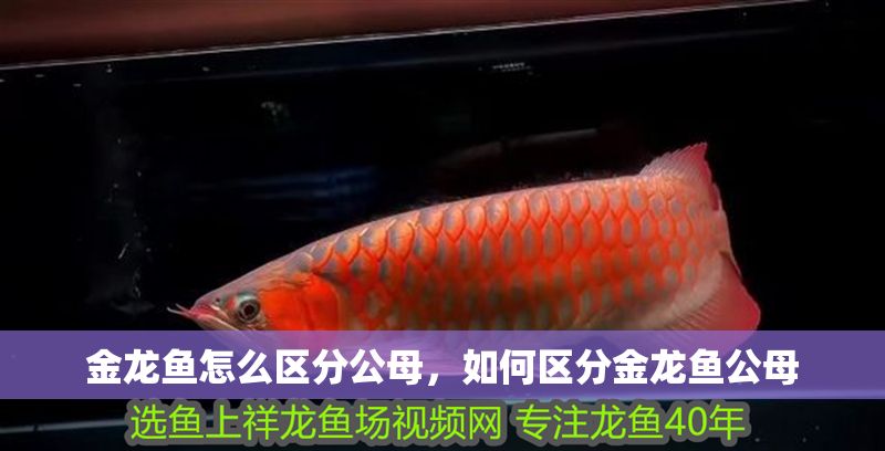 金龍魚怎么區分公母，如何區分金龍魚公母