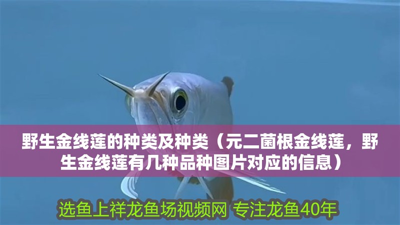 野生金線蓮的種類及種類（元二菌根金線蓮，野生金線蓮有幾種品種圖片對(duì)應(yīng)的信息）