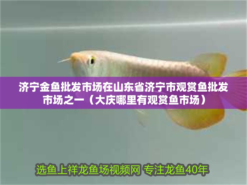 給大魚缸換水的作文:體驗給大魚缸換水的樂趣:體驗給大魚缸換水:給大魚缸換水的作文 濟寧金魚批發市場在山東省濟寧市觀賞魚批發市場之一(大慶哪里有觀賞魚市場) 觀賞魚百科 濟寧金魚批發市場在山東省濟寧市觀賞魚批發市場之一(大慶哪里有觀賞魚市場) 濟寧金魚批發市場在山東省濟寧市觀賞魚批發市場之一(大慶哪里有觀賞魚市場) 觀賞魚百科