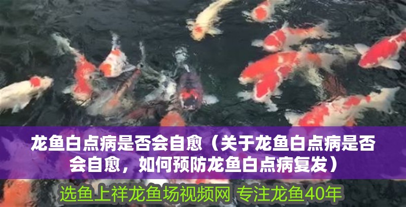 龍魚白點病是否會自愈（關于龍魚白點病是否會自愈，如何預防龍魚白點病復發）
