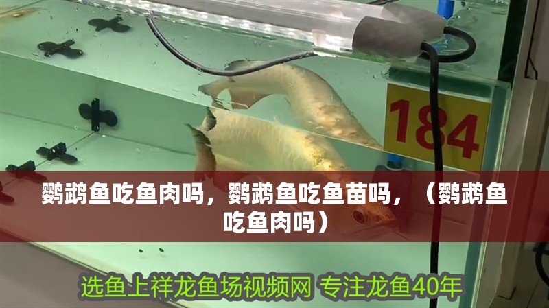 鸚鵡魚吃魚肉嗎，鸚鵡魚吃魚苗嗎，（鸚鵡魚吃魚肉嗎）