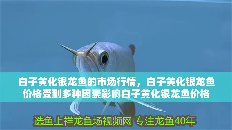白子黃化銀龍魚的市場(chǎng)行情，白子黃化銀龍魚價(jià)格受到多種因素影響白子黃化銀龍魚價(jià)格