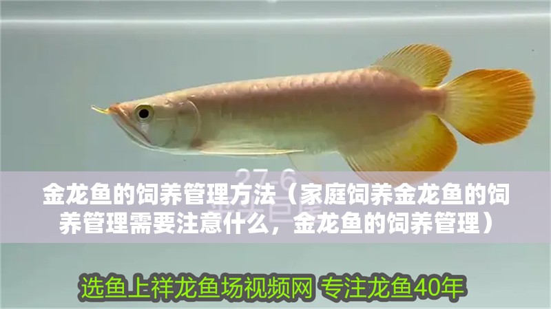 金龍魚的飼養管理方法（家庭飼養金龍魚的飼養管理需要注意什么，金龍魚的飼養管理）