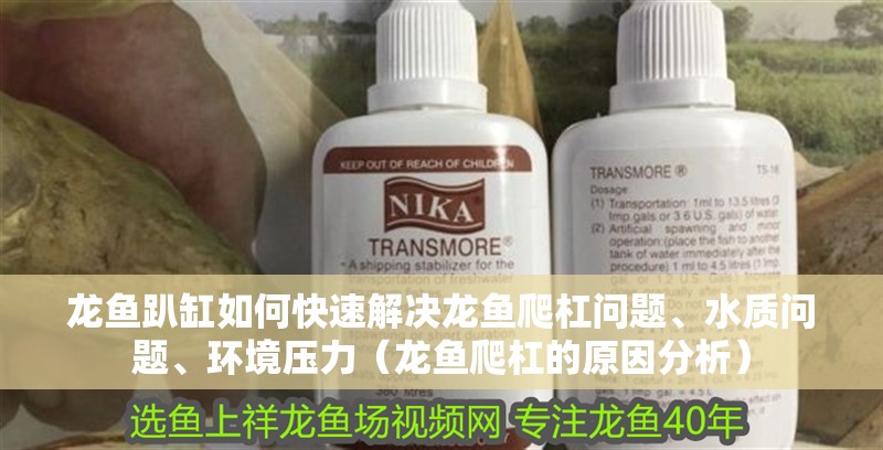 龍魚趴缸如何快速解決龍魚爬杠問題、水質(zhì)問題、環(huán)境壓力（龍魚爬杠的原因分析）