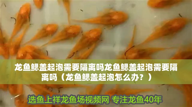 龍魚鰓蓋起泡需要隔離嗎龍魚鰓蓋起泡需要隔離嗎（龍魚鰓蓋起泡怎么辦？）
