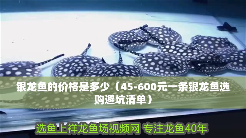 銀龍魚的價格是多少（45-600元一條銀龍魚選購避坑清單）