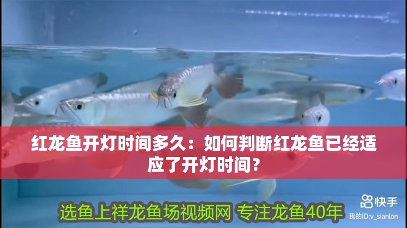 紅龍魚開燈時間多久：如何判斷紅龍魚已經適應了開燈時間？