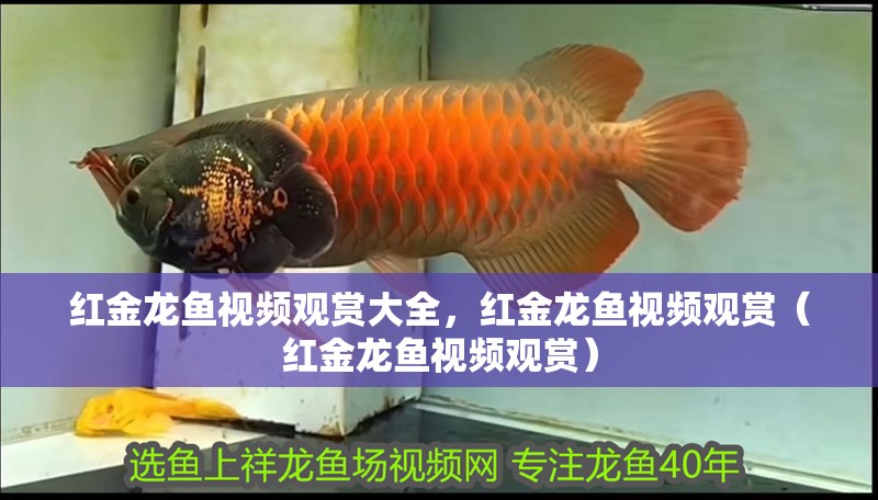 紅金龍魚視頻觀賞大全，紅金龍魚視頻觀賞（紅金龍魚視頻觀賞）