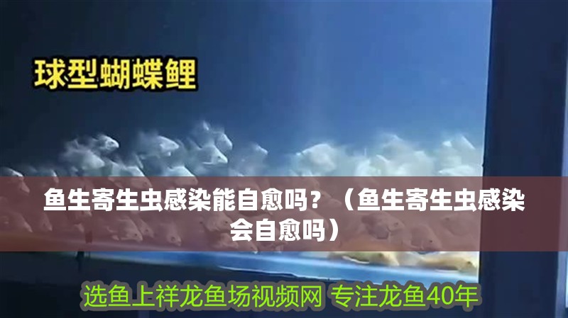 魚生寄生蟲感染能自愈嗎？（魚生寄生蟲感染會自愈嗎）