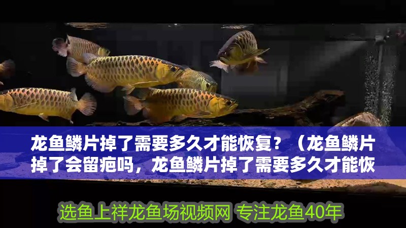 龍魚鱗片掉了需要多久才能恢復(fù)？（龍魚鱗片掉了會(huì)留疤嗎，龍魚鱗片掉了需要多久才能恢復(fù)）
