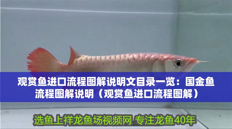 觀賞魚進口流程圖解說明文目錄一覽：國金魚流程圖解說明（觀賞魚進口流程圖解）