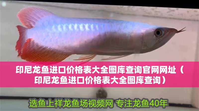 印尼龍魚進(jìn)口價(jià)格表大全圖庫查詢官網(wǎng)網(wǎng)址（印尼龍魚進(jìn)口價(jià)格表大全圖庫查詢）