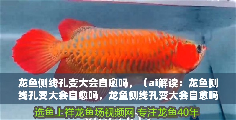 龍魚側線孔變大會自愈嗎，（ai解讀：龍魚側線孔變大會自愈嗎，龍魚側線孔變大會自愈嗎）