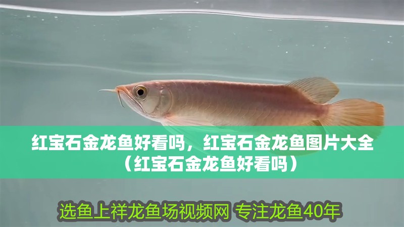 紅寶石金龍魚好看嗎，紅寶石金龍魚圖片大全（紅寶石金龍魚好看嗎）
