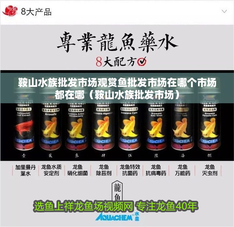 鞍山水族批發市場觀賞魚批發市場在哪個市場都在哪（鞍山水族批發市場）